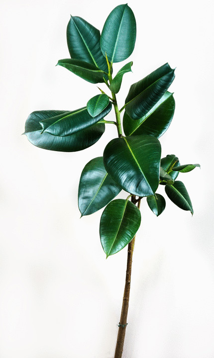 A ficus plant in an office