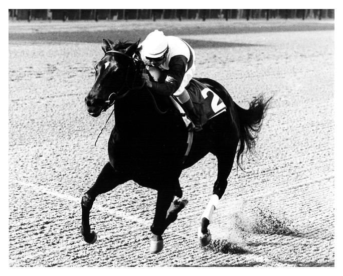 Ruffian, the racehorse