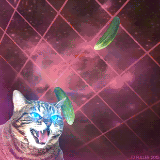 Cat GIF — your real competition on social media